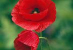 Kokott & kokett (Klatschmohn, Papaver rhoeas)