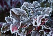 Mahonia on Ice