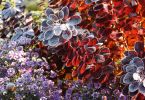 Cotinus coggygria 'Royal Purple'