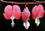 Dicentra spectabilis