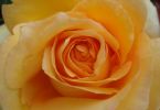 DSC04481