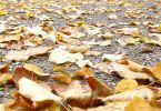 Goldener Oktober