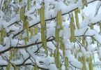 pflanzen-schneeundeis_14.jpg