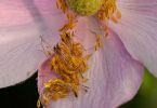 Anemone japonica