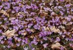 Crocus speciosus