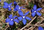 Gentiana verna