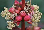Rizinus (Ricinus communis)   /   Brautstrauss
