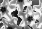Hoya carnosa
