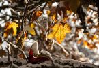Liquidambar styraciflua