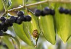 Polygonatum multiflorum (Fruchtstand)