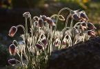 Pulsatilla vulgaris