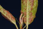 Birnenpockenmilbe (Phytoptes pyri) an Birne 1/200 Sek. bei f / 29