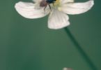 Tea time (Eisenhut‐Hahnenfuß , Ranunculus aconitifolius)