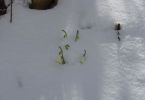 pflanzen-schneeundeis_23.jpg