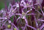 Allium christophii