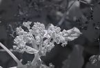 850nm-Hydrangea-Bluete