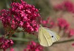 Centranthus ruber