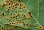 Malvenrost (Puccinia malvacearum) an Malve 1/160 Sek. bei f / 11