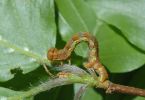 Larve eines Spanners (Geometridae) an Buche 1/125 Sek. bei f / 20