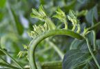 Tomate (Lycopersicon esculentum)   /   Ausreisser