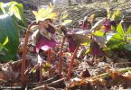 Christrose: Dauerblüher der den Frühling nicht abwartet