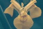 so'ne Drohne (Gelbe Schwertlilie, Iris pseudacorus)