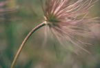 Power‐Föhnen (Gewöhnliche Kuhschelle, Pulsatilla vulgaris)