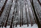 Rauhreif im Wald