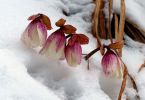 Schneerosen