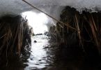 Kombination aus allem, Pflanze-Schnee-Eis-Wasser