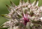 Astrantia major