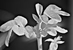 850nm-Rosenaustrieb