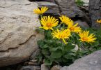 Doronicum grandiflorum
