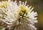 Fothergilla major