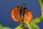 Larven vom Kartoffelkäfer (Leptinotarsa decemlineata) an Kartoffel 1/160 Sek. bei f / 29