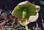 Schneerose (Helleborus niger)   /   Frühjahrsputz