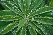Lupinus Polyphyllus-Gruppe