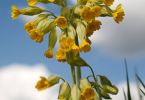 Primula veris