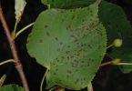 Blattfleckenpilz (Cercospora microsora) an Linde 1/160 Sek. bei f / 29