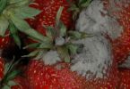 Grauschimmel (Botrytis cinerea) an Erdbeere 1/200 Sek. bei f / 32