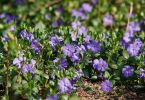 Vinca minor
