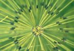 Mikado (Schachtelhalm, Equisetum)