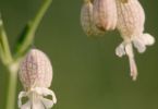 Schlafmützen‐Parade (Taubenkropf‐Leimkraut, Silene vulgaris)
