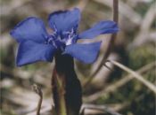 ein Blaumann steht im Felde (Frühlings‐Enzian, Gentiana verna)