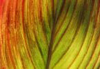 Canna indica