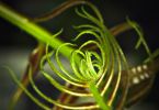 Kletterfarn (Stenochlaena palustris)   /   Searching for a heart of Gold