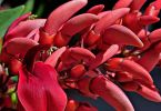 Korallenstrauch  (Erythrina crista-galli)   /   Klassentreffen der Rot-Tukane