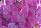 Phlox-Mandala