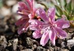 Lewisia cotyledon