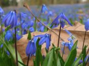 Blaues Sternenmeer